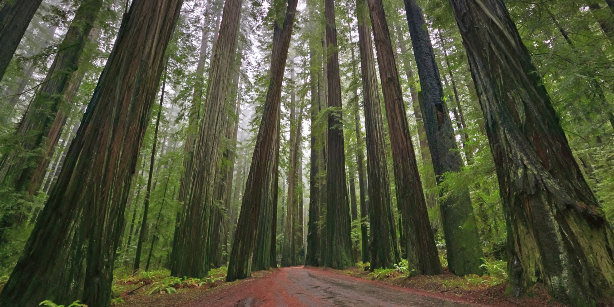 Redwood forest Blank Meme Template
