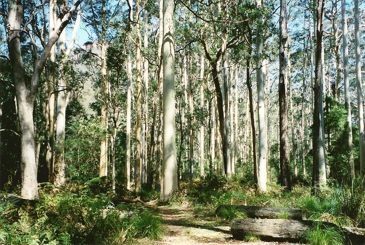 High Quality blue gum forest Blank Meme Template