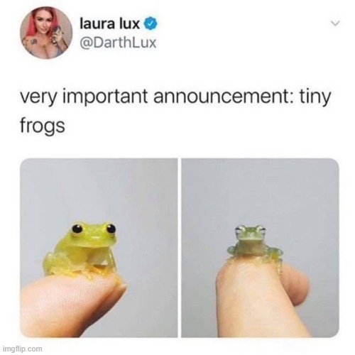 Tiny frogs. That is all. | image tagged in frogs,two happy frogs,wholesome,cute,adorable,repost | made w/ Imgflip meme maker