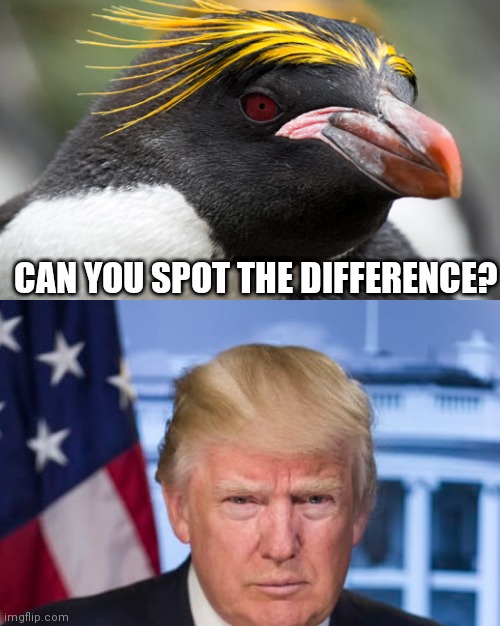 Macaroni Penguin Trump L | CAN YOU SPOT THE DIFFERENCE? | image tagged in penguin and trump | made w/ Imgflip meme maker