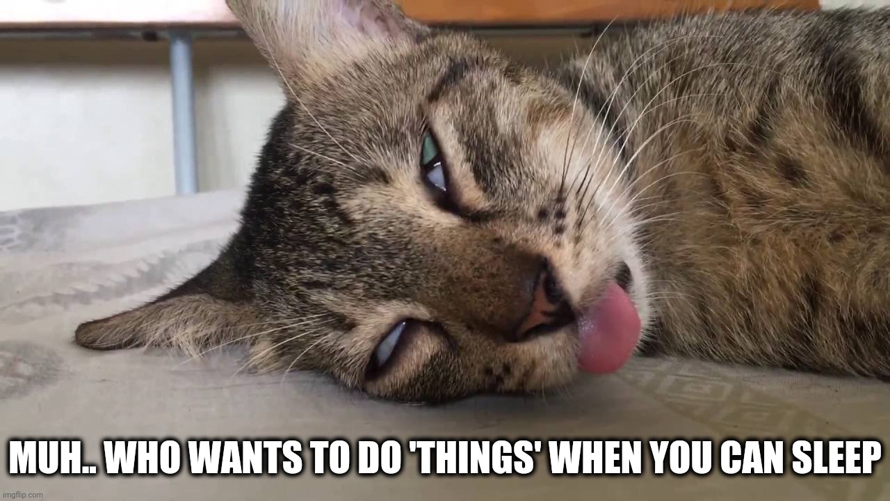 Things to do list | MUH.. WHO WANTS TO DO 'THINGS' WHEN YOU CAN SLEEP | image tagged in meme,things,sleep,cat,lazy cat,sleeping | made w/ Imgflip meme maker