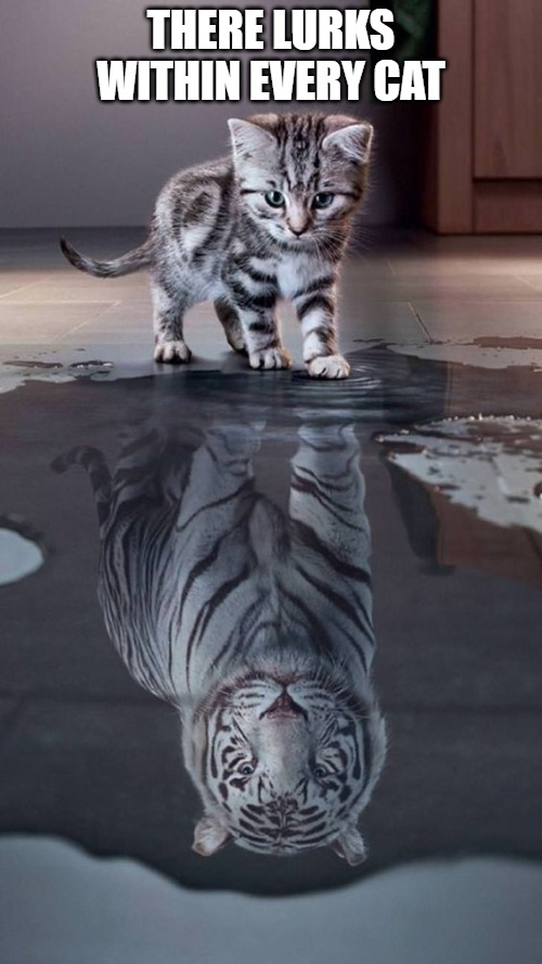 The inner tiger | THERE LURKS
WITHIN EVERY CAT | image tagged in cats,tigers,memes,fun,funny,funny memes | made w/ Imgflip meme maker