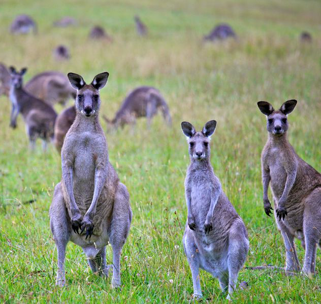 High Quality Kangaroos Blank Meme Template