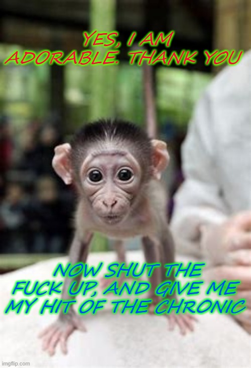 YES, I AM ADORABLE. THANK YOU; NOW SHUT THE FUCK UP, AND GIVE ME MY HIT OF THE CHRONIC | made w/ Imgflip meme maker