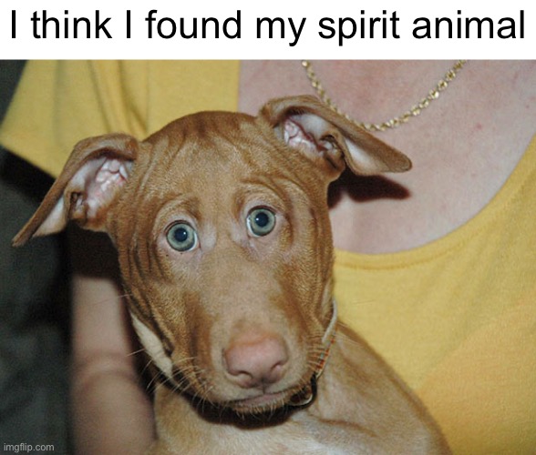 IT EXISTS | I think I found my spirit animal | made w/ Imgflip meme maker