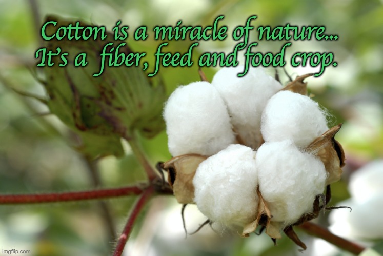 Cotton is a miracle of nature... It's a  fiber, feed and food crop. | image tagged in cotton,farming | made w/ Imgflip meme maker