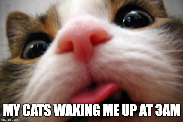 MY CATS WAKING ME UP AT 3AM | image tagged in cat,cats,funny cats,memes,funny memes,kitty | made w/ Imgflip meme maker