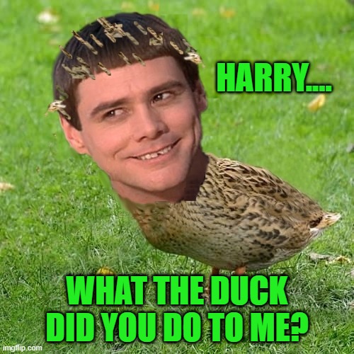 Duck it Man | HARRY.... WHAT THE DUCK DID YOU DO TO ME? | image tagged in jim carreduck | made w/ Imgflip meme maker