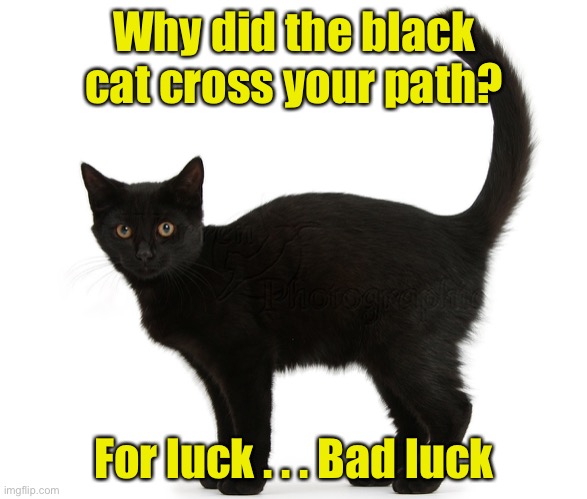 #BlackCatsMatter | Why did the black cat cross your path? For luck . . . Bad luck | image tagged in black cat,bad luck | made w/ Imgflip meme maker