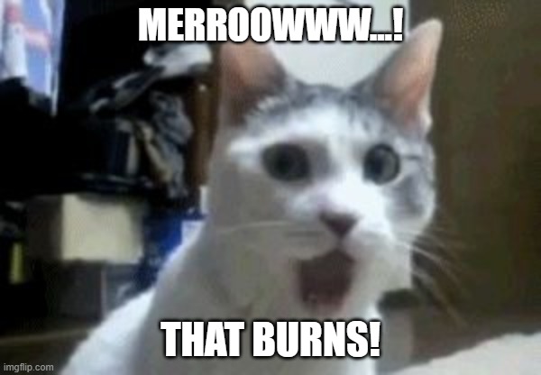 MERROOWWW...! THAT BURNS! | image tagged in meow bout dat | made w/ Imgflip meme maker