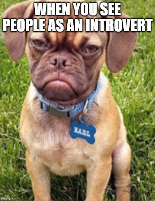memes | WHEN YOU SEE PEOPLE AS AN INTROVERT | image tagged in bored | made w/ Imgflip meme maker