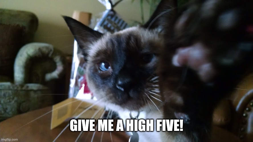 High five | GIVE ME A HIGH FIVE! | image tagged in high five,cat,cats,max,hi,hello | made w/ Imgflip meme maker