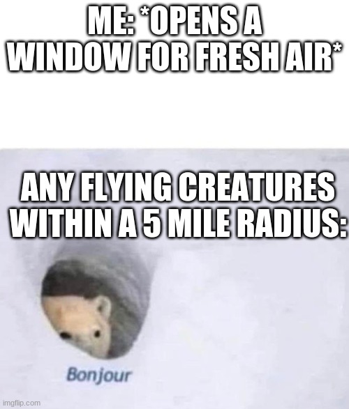You can all relate to this | ME: *OPENS A WINDOW FOR FRESH AIR*; ANY FLYING CREATURES WITHIN A 5 MILE RADIUS: | image tagged in bonjour | made w/ Imgflip meme maker