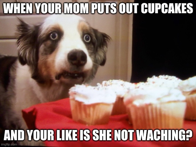 Cupcake dog | WHEN YOUR MOM PUTS OUT CUPCAKES; AND YOUR LIKE IS SHE NOT WACHING? | image tagged in cupcake dog | made w/ Imgflip meme maker