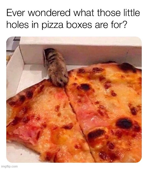 repost lol | image tagged in cats,cat,pizza,adorable,funny cats,cute cat | made w/ Imgflip meme maker