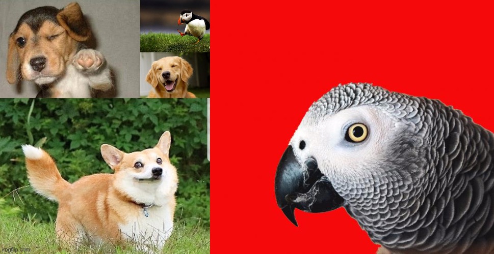 My family. IDK Why some are small... annoying but whatever | image tagged in unpopular opinion puffin,winking dog,repeating parrot named cishet,golden retreiver,ok boomer corgi,sorry if ur animal isn't the | made w/ Imgflip meme maker