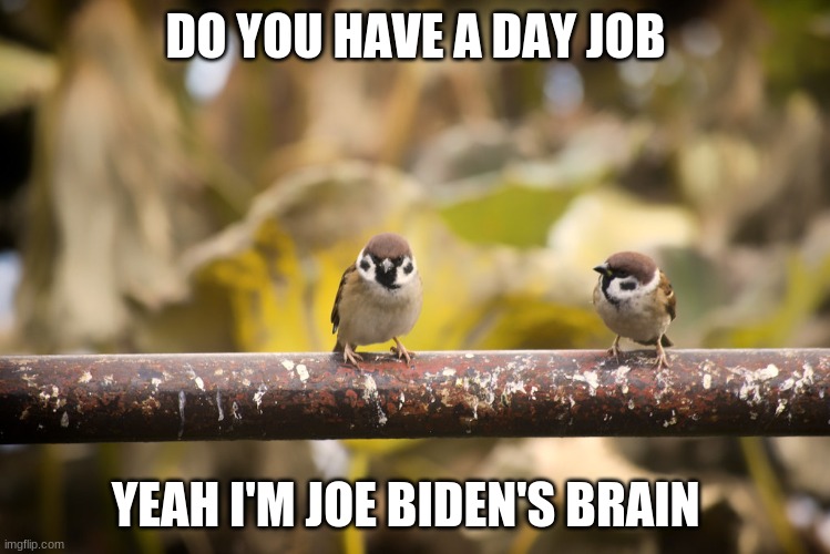DO YOU HAVE A DAY JOB; YEAH I'M JOE BIDEN'S BRAIN | image tagged in birds | made w/ Imgflip meme maker