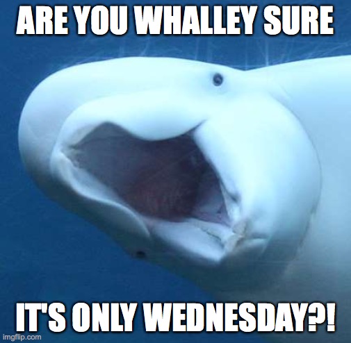 Are you whalley sure?! |  ARE YOU WHALLEY SURE; IT'S ONLY WEDNESDAY?! | image tagged in suprised beluga whale | made w/ Imgflip meme maker