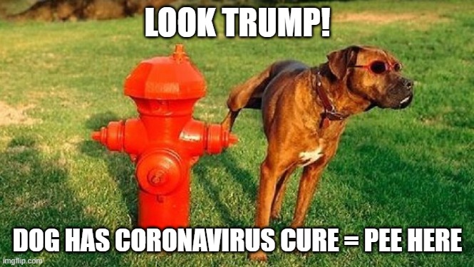 Trump and His Supporters Will Believe Anything! | LOOK TRUMP! DOG HAS CORONAVIRUS CURE = PEE HERE | image tagged in coronavirus,covid-19,pandemic,covidiots,dumb as a rock,donald trump is an idiot | made w/ Imgflip meme maker