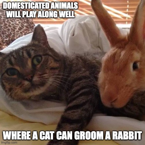 Cat and Rabbit | DOMESTICATED ANIMALS WILL PLAY ALONG WELL; WHERE A CAT CAN GROOM A RABBIT | image tagged in pets,memes | made w/ Imgflip meme maker