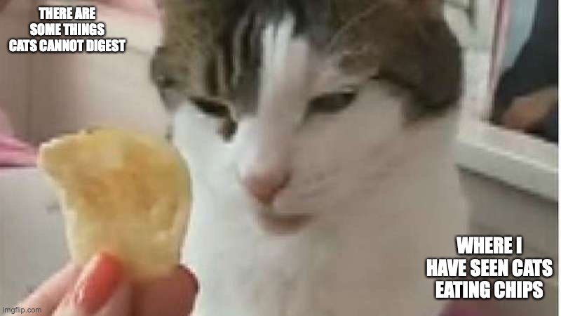Cat Eating Chip | THERE ARE SOME THINGS CATS CANNOT DIGEST; WHERE I HAVE SEEN CATS EATING CHIPS | image tagged in potato chips,cat,memes | made w/ Imgflip meme maker