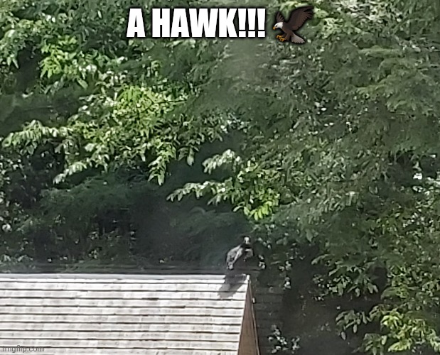 A HAWK!!! 🦅 | made w/ Imgflip meme maker