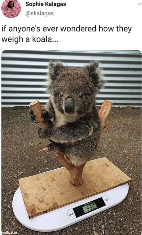 adorbs (repost) | image tagged in koala,wholesome,repost,adorable,cute,weight | made w/ Imgflip meme maker