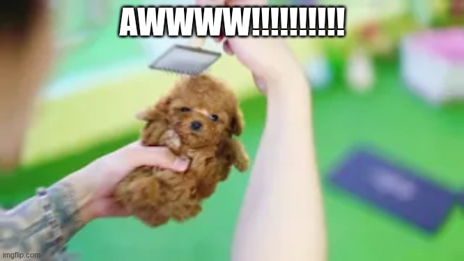 soooo cuuuuuute!!!! | AWWWW!!!!!!!!!! | image tagged in this,puppy,is,adorable,cuteness,cuteness overload | made w/ Imgflip meme maker