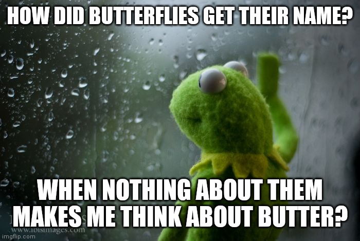 I guess if you show up early for the insect naming party, you get a better name | HOW DID BUTTERFLIES GET THEIR NAME? WHEN NOTHING ABOUT THEM MAKES ME THINK ABOUT BUTTER? | image tagged in kermit window,butterfly | made w/ Imgflip meme maker