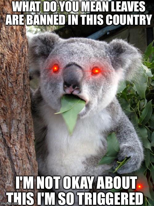 Surprised Koala | WHAT DO YOU MEAN LEAVES ARE BANNED IN THIS COUNTRY; I'M NOT OKAY ABOUT THIS I'M SO TRIGGERED | image tagged in memes,surprised koala | made w/ Imgflip meme maker