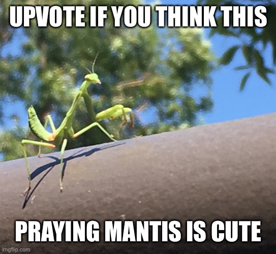 This baby Praying Mantis was outside my house today | UPVOTE IF YOU THINK THIS; PRAYING MANTIS IS CUTE | image tagged in praying mantis,cute baby | made w/ Imgflip meme maker