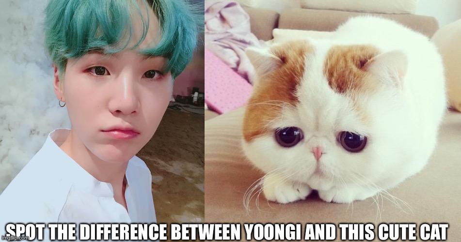 SPOT THE DIFFERENCE BETWEEN YOONGI AND THIS CUTE CAT | image tagged in sad cat | made w/ Imgflip meme maker
