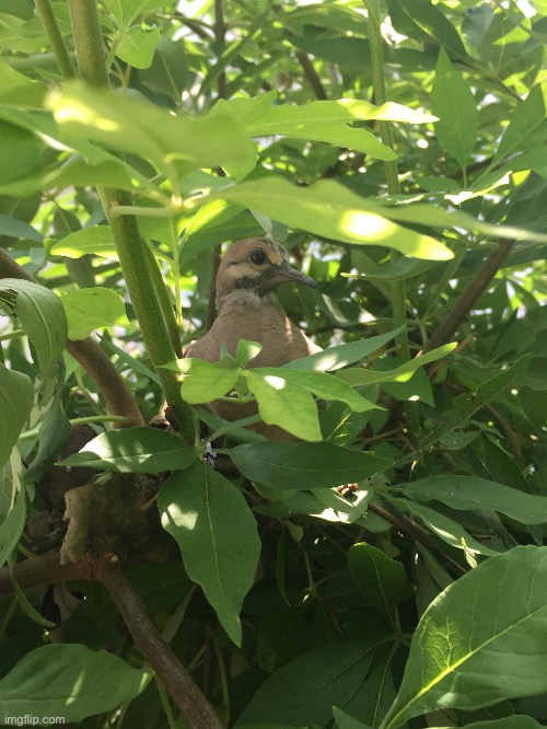 Fledgling mourning dove | image tagged in birds | made w/ Imgflip meme maker