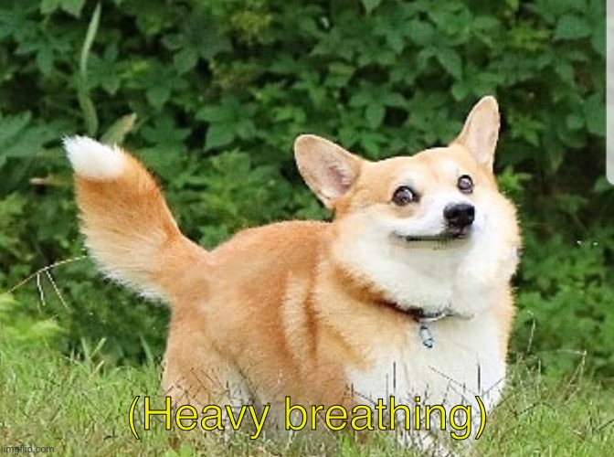 OK Boomer Corgi | (Heavy breathing) | image tagged in ok boomer corgi | made w/ Imgflip meme maker