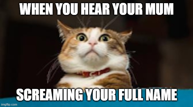 The most terrifying thing | WHEN YOU HEAR YOUR MUM; SCREAMING YOUR FULL NAME | image tagged in terrified cat,cats,cat,funny,funny memes,memes | made w/ Imgflip meme maker