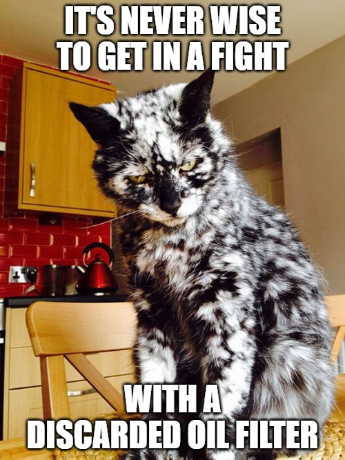 Playing silly games | IT'S NEVER WISE TO GET IN A FIGHT; WITH A DISCARDED OIL FILTER | image tagged in cats,memes,fun,funny memes,funny,fights | made w/ Imgflip meme maker