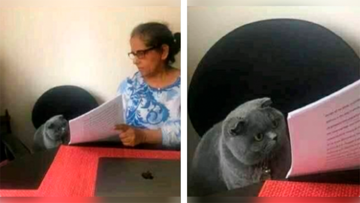 Gato que lee Blank Meme Template