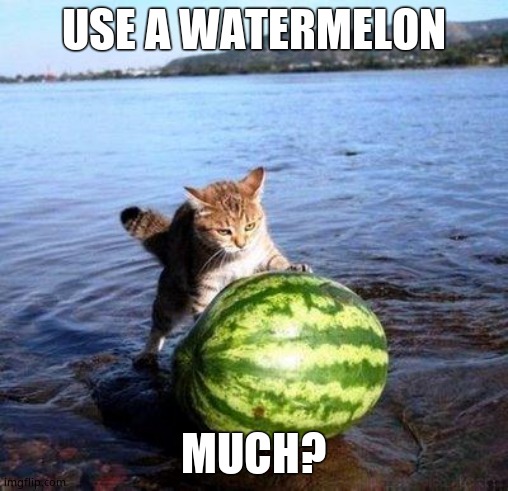 Argument invalid watermelon cat | USE A WATERMELON MUCH? | image tagged in argument invalid watermelon cat | made w/ Imgflip meme maker