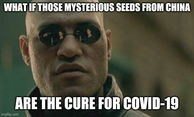 Mind blown | WHAT IF THOSE MYSTERIOUS SEEDS FROM CHINA; ARE THE CURE FOR COVID-19 | image tagged in memes,matrix morpheus,covid-19 | made w/ Imgflip meme maker