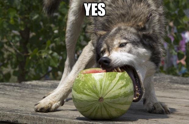 Watermelon Wolf | YES | image tagged in watermelon wolf | made w/ Imgflip meme maker