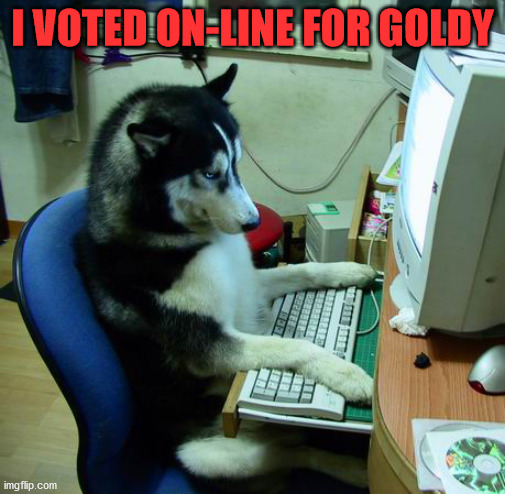 I Have No Idea What I Am Doing Meme | I VOTED ON-LINE FOR GOLDY | image tagged in memes,i have no idea what i am doing | made w/ Imgflip meme maker