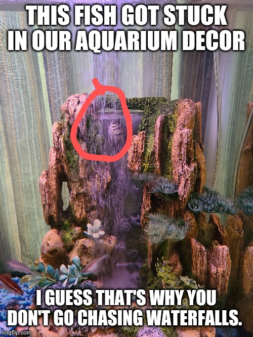 Fish | THIS FISH GOT STUCK IN OUR AQUARIUM DECOR; I GUESS THAT'S WHY YOU DON'T GO CHASING WATERFALLS. | image tagged in fishy | made w/ Imgflip meme maker