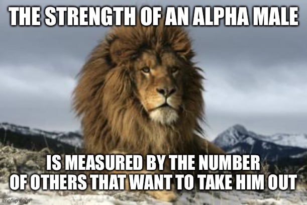 THE STRENGTH OF AN ALPHA MALE; IS MEASURED BY THE NUMBER OF OTHERS THAT WANT TO TAKE HIM OUT | image tagged in lion | made w/ Imgflip meme maker