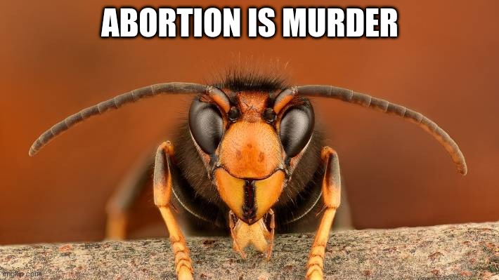 Murder Hornet | ABORTION IS MURDER | image tagged in murder hornet | made w/ Imgflip meme maker