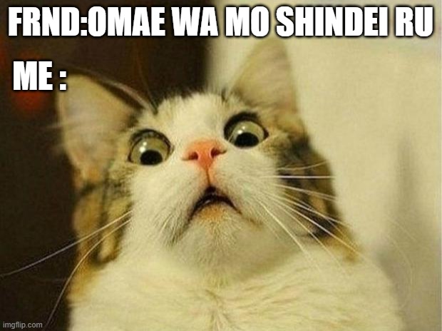 Scared Cat | FRND:OMAE WA MO SHINDEI RU; ME : | image tagged in memes,scared cat | made w/ Imgflip meme maker