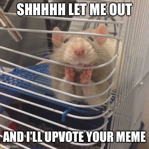 whispering rat | SHHHHH LET ME OUT AND I’LL UPVOTE YOUR MEME | image tagged in whispering rat | made w/ Imgflip meme maker
