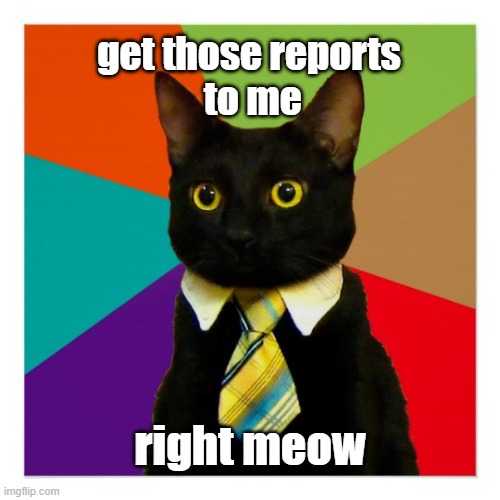 my cat was feline stressed today | get those reports
 to me; right meow | image tagged in memes,cats | made w/ Imgflip meme maker