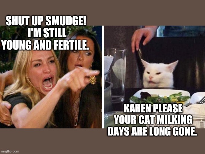 Smudge the cat | SHUT UP SMUDGE!  I'M STILL YOUNG AND FERTILE. KAREN PLEASE YOUR CAT MILKING DAYS ARE LONG GONE. | image tagged in smudge the cat | made w/ Imgflip meme maker