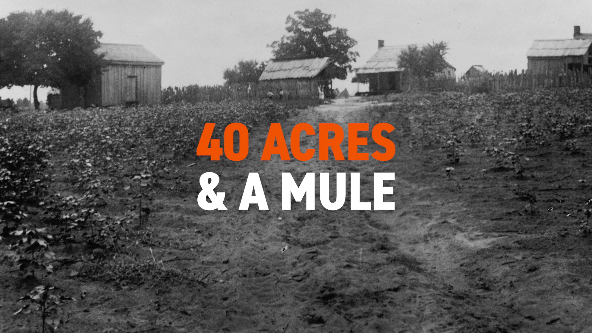 High Quality 40 acres and a mule Blank Meme Template