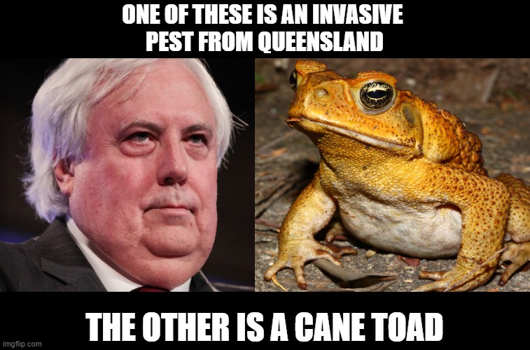 Invasive pest from Queensland | ONE OF THESE IS AN INVASIVE 
PEST FROM QUEENSLAND; THE OTHER IS A CANE TOAD | image tagged in clive palmer,cane toad | made w/ Imgflip meme maker